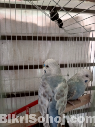 Adult budgriger pair